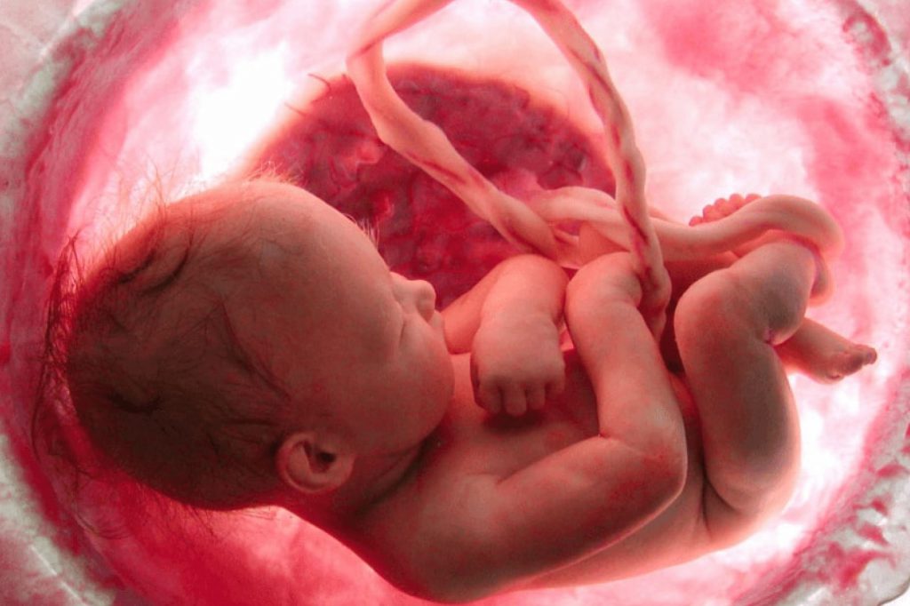 hamilelikte bebeğin beyin gelişimi hangi ayda başlar