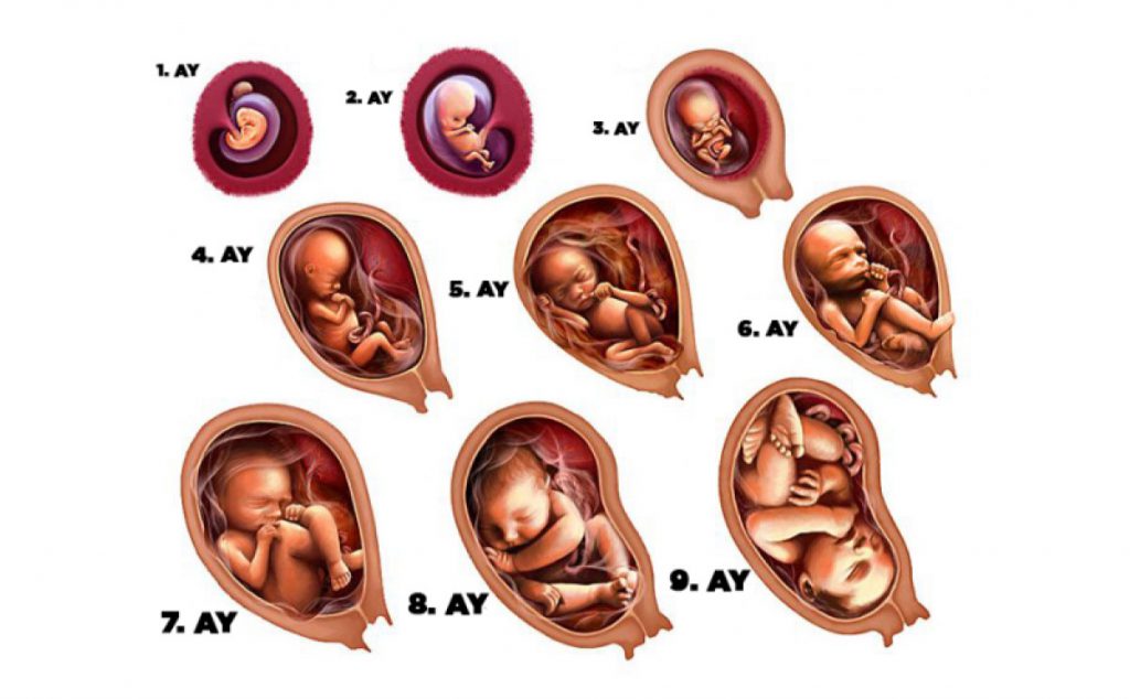 Hamileyken Bebeğin Boyu ve Kilosu Hesaplama