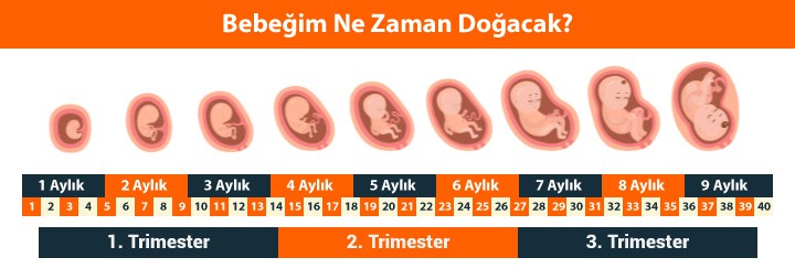 Bebeğim Ne Zaman Doğacak