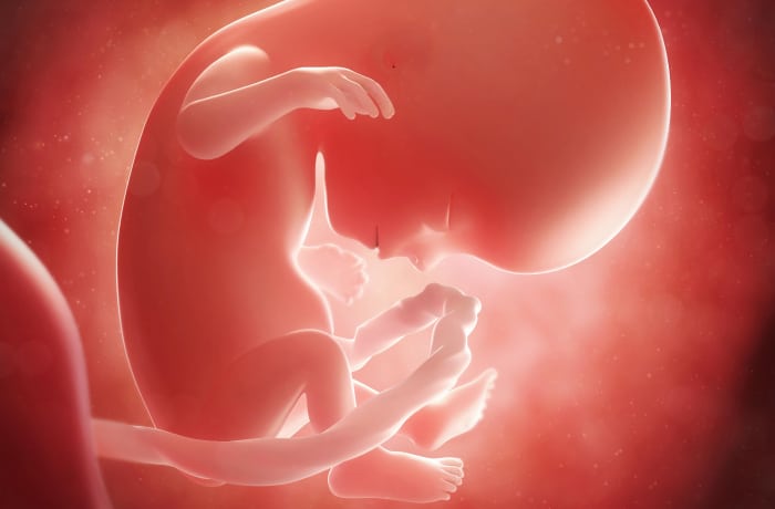 Hamileliğin 14. Haftasında Bebekte Neler Oluyor