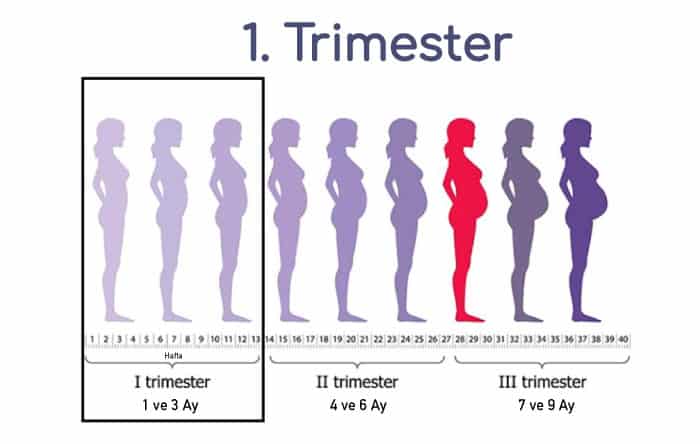 Trimester Nedir?