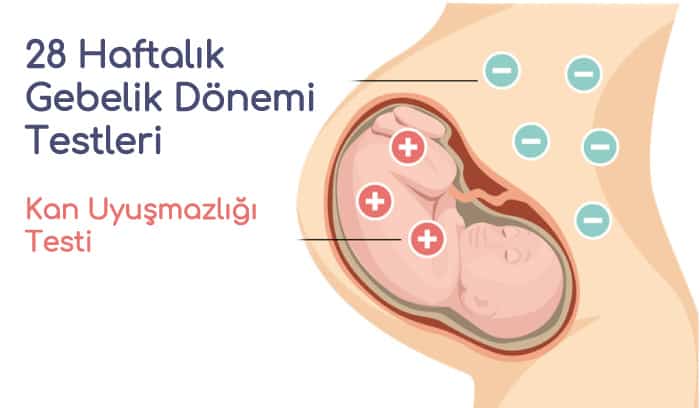 28 Haftalık Gebelik Dönemi Testleri